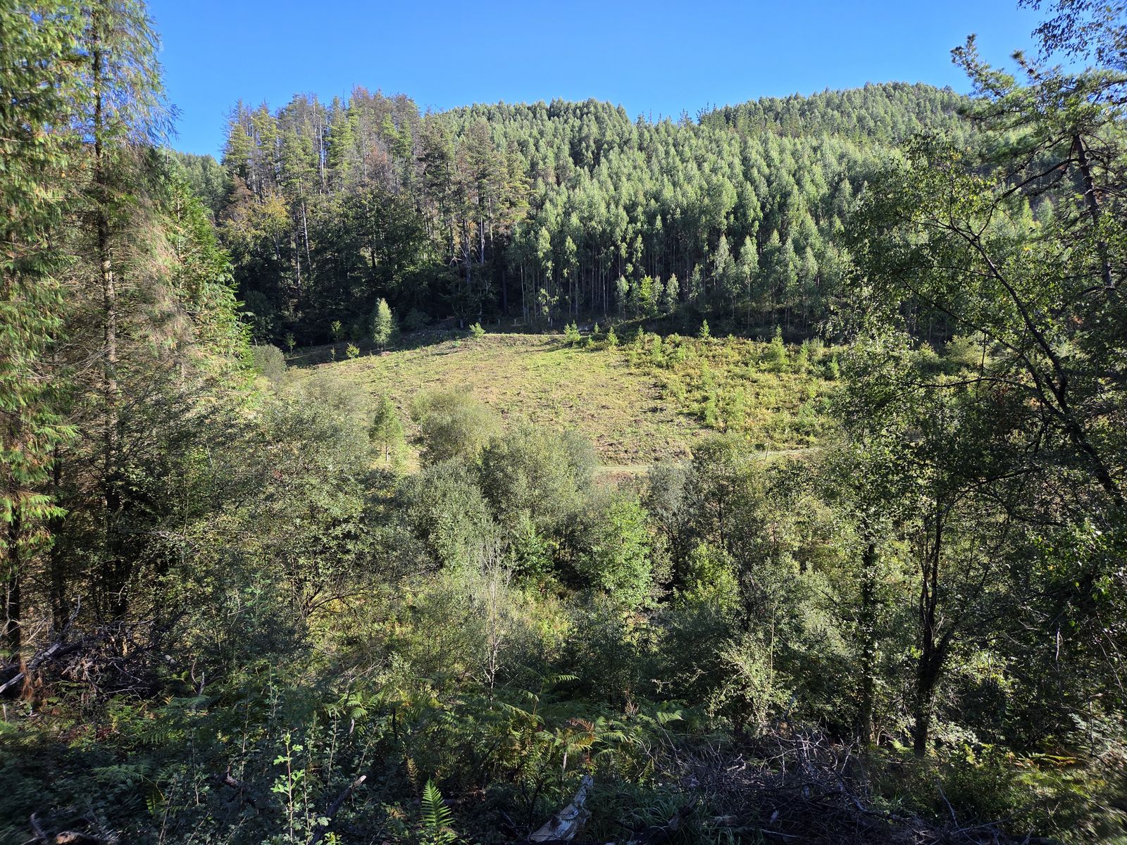 Claro entre bosque de pinos y eucaliptos, con un prado en el fondo del valle