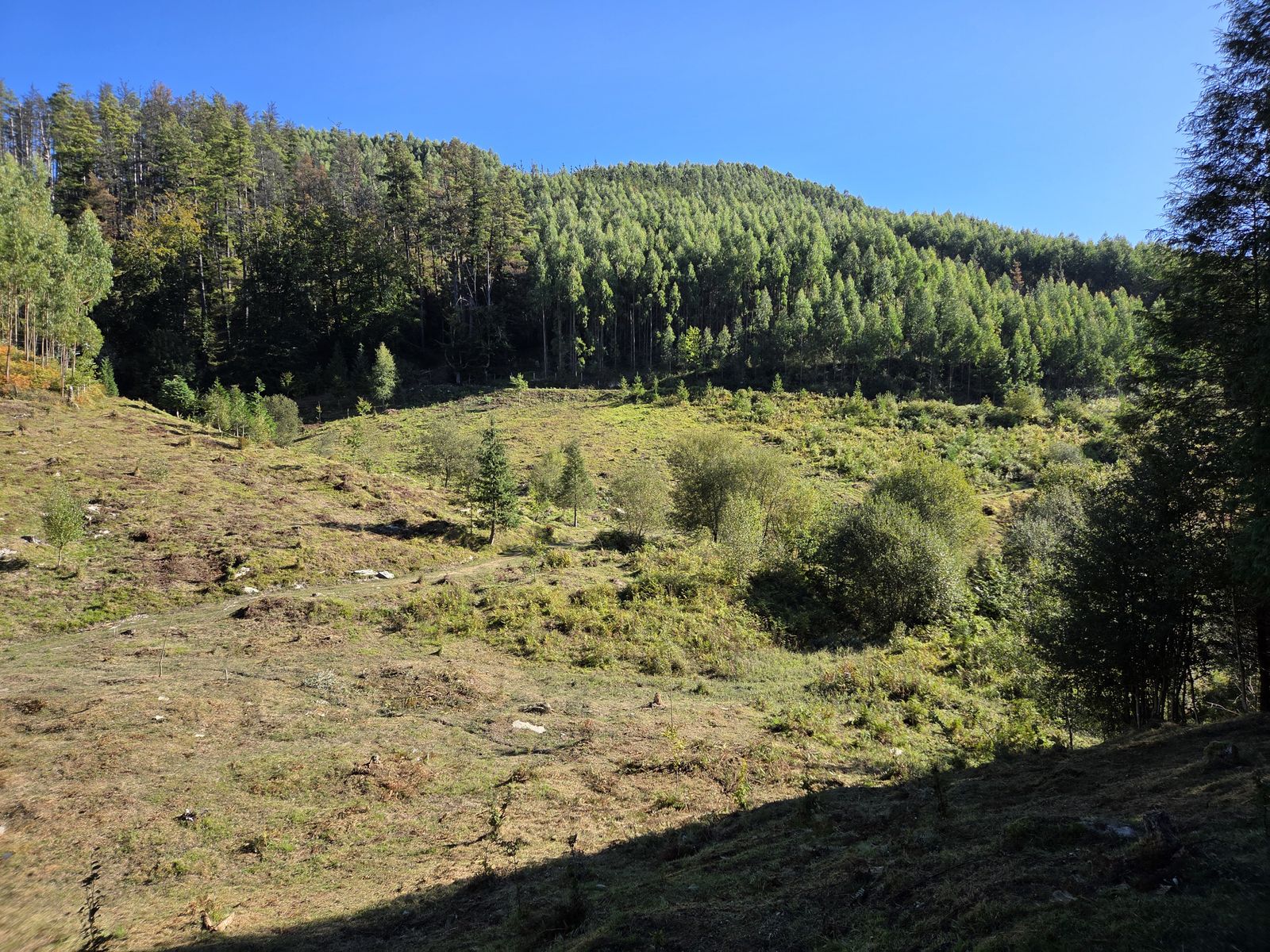 Otra vista del mismo claro entre el bosque