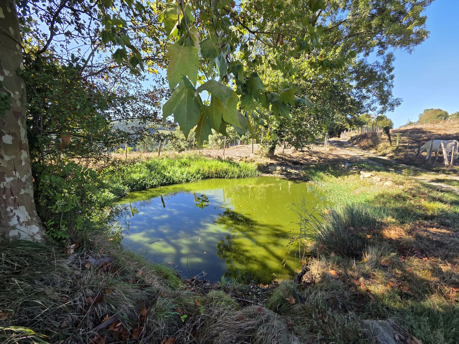 Balsa de agua verde junto al camino, con una vaca pastando cerca