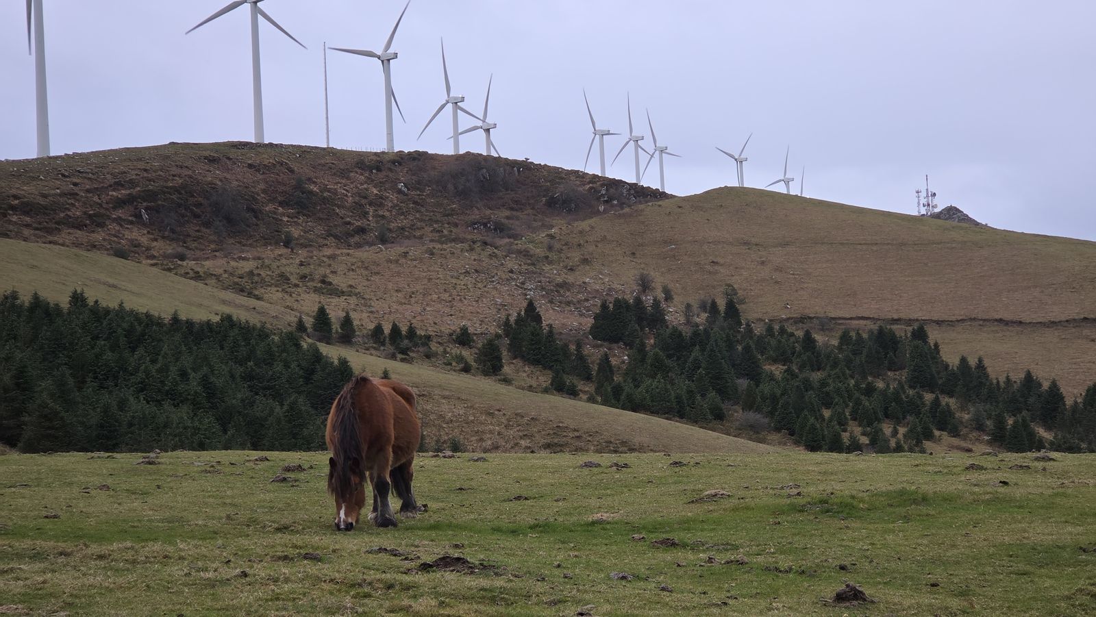 Zaldia bazkan Oizko parke eolikoko aerosorgailuen ondoan