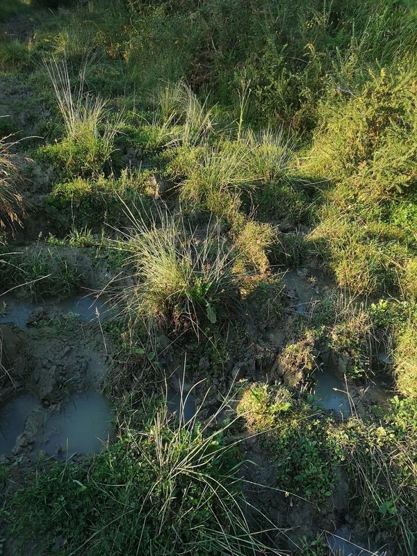El camino deshecho por las pisadas del ganado en la zona de Kortaguren, lleno de surcos y charcos