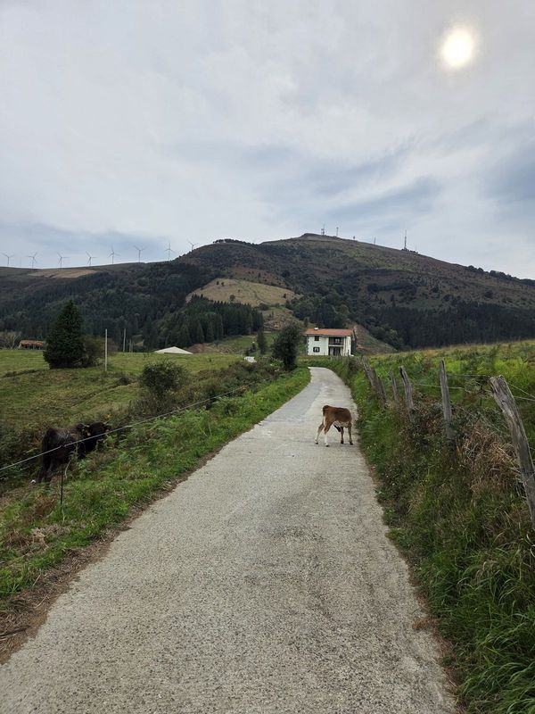 Pista de cemento subiendo entre prados hacia Oiz, con un ternero en el camino, un caser&iacute;o y las antenas y los molinos de la cumbre al fondo