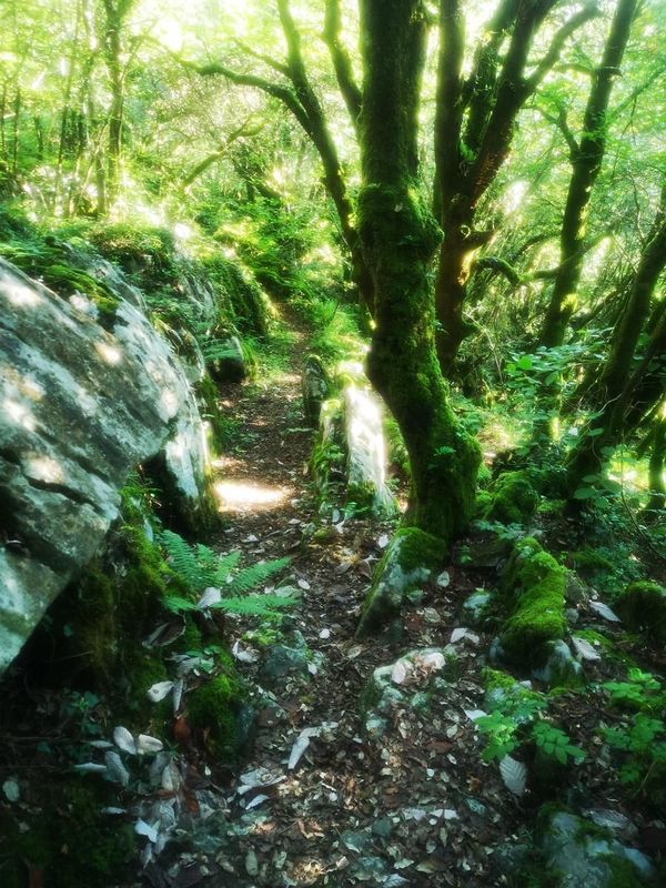 Sendero entre piedras cubiertas de musgo y helechos, en la bajada de Kurutzegana