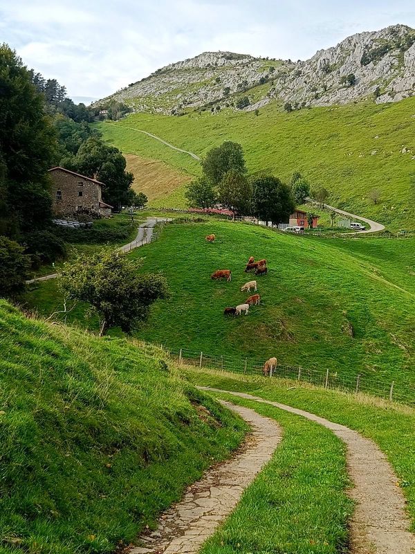 Camino de tierra que baja entre prados hacia un caser&iacute;o de piedra, con vacas pastando en la ladera y una cresta caliza cerrando el fondo