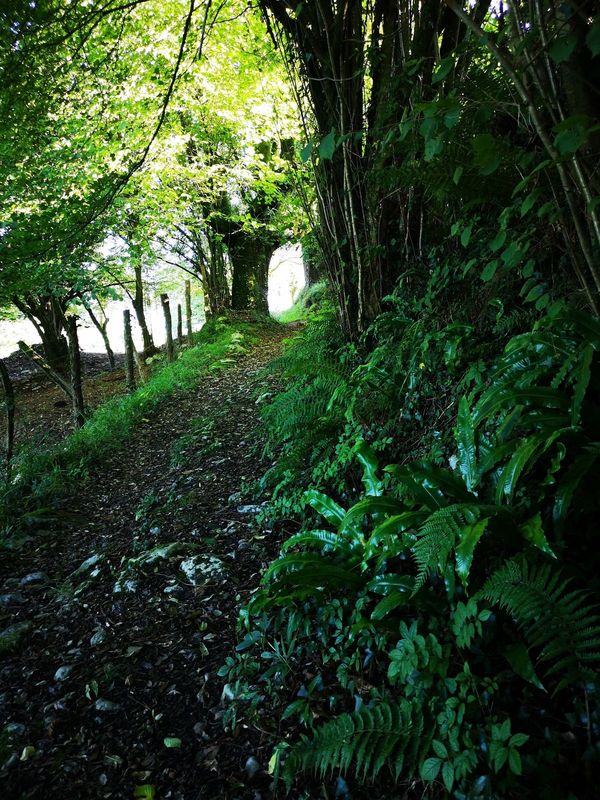 Camino entre helechos y &aacute;rboles, con un t&uacute;nel de luz al fondo