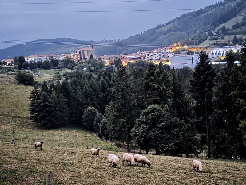 Ovejas pastando en un prado, con un pueblo del valle al fondo, al atardecer