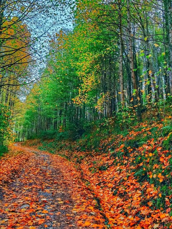 Camino forestal cubierto de hojas de oto&ntilde;o, entre &aacute;rboles con las hojas amarillas y verdes