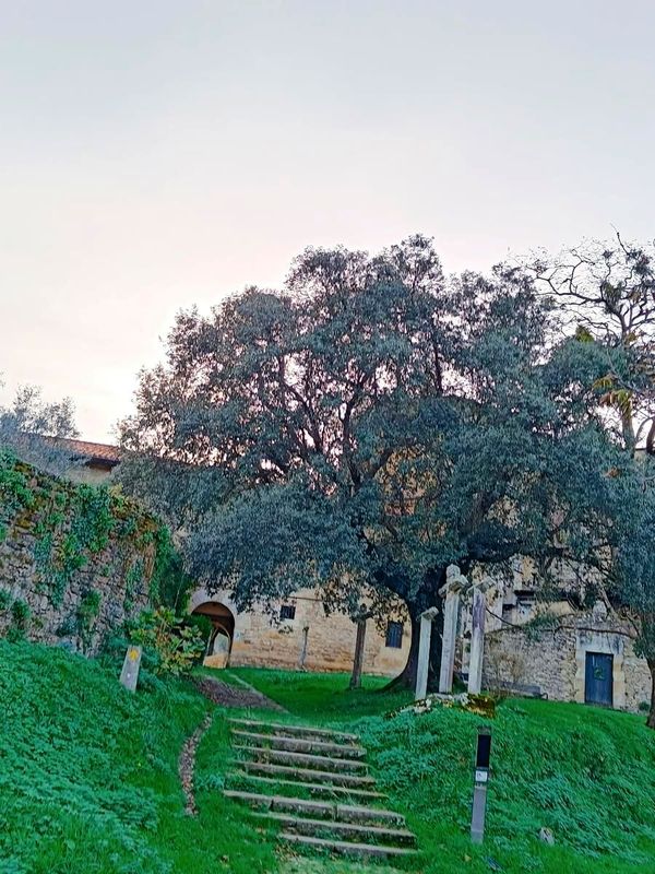 Escalera de piedra junto a un &aacute;rbol grande, en la Colegiata de Zenarruza