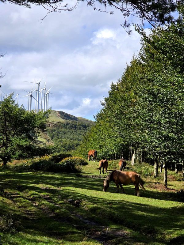 Caballos pastando en un prado cercado en lo alto, con los aerogeneradores del cordal recortados al fondo y el arbolado dando sombra a un lado