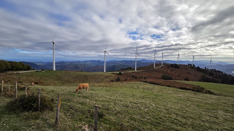 Behiak bazkatzen gailurraren ondoan, eolikoen ilara muinoari jarraika