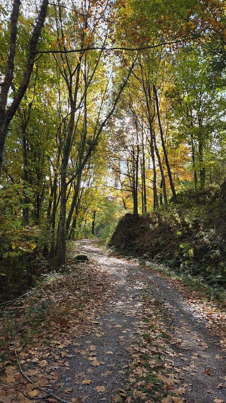 Hosto urrekarez estalitako pista zuhaitzen artean, eguzkia adarren artetik sartzen