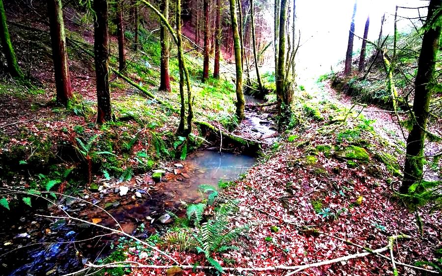 Arroyo entre helechos y hojarasca en un bosque de coníferas