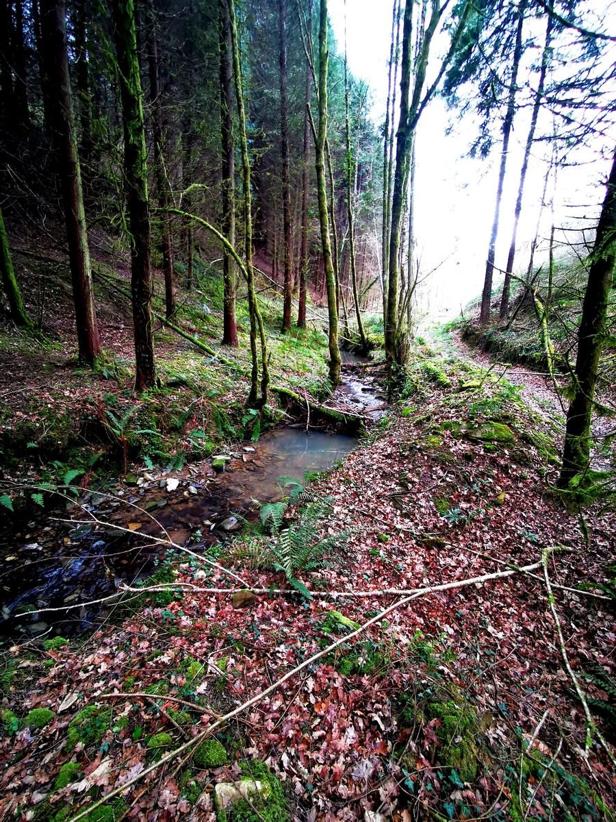 Arroyo entre helechos y hojarasca en un bosque de con&iacute;feras
