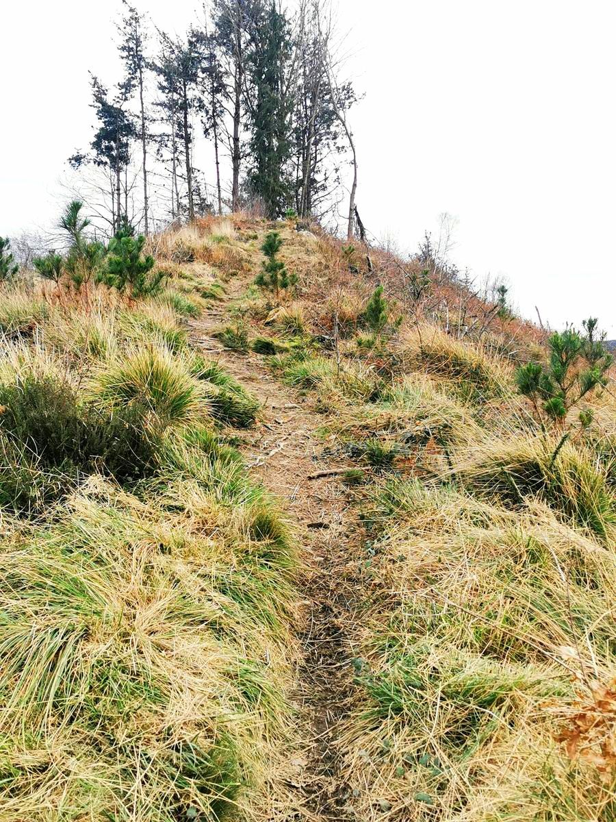 Sendero de hierba subiendo hacia una cima arbolada