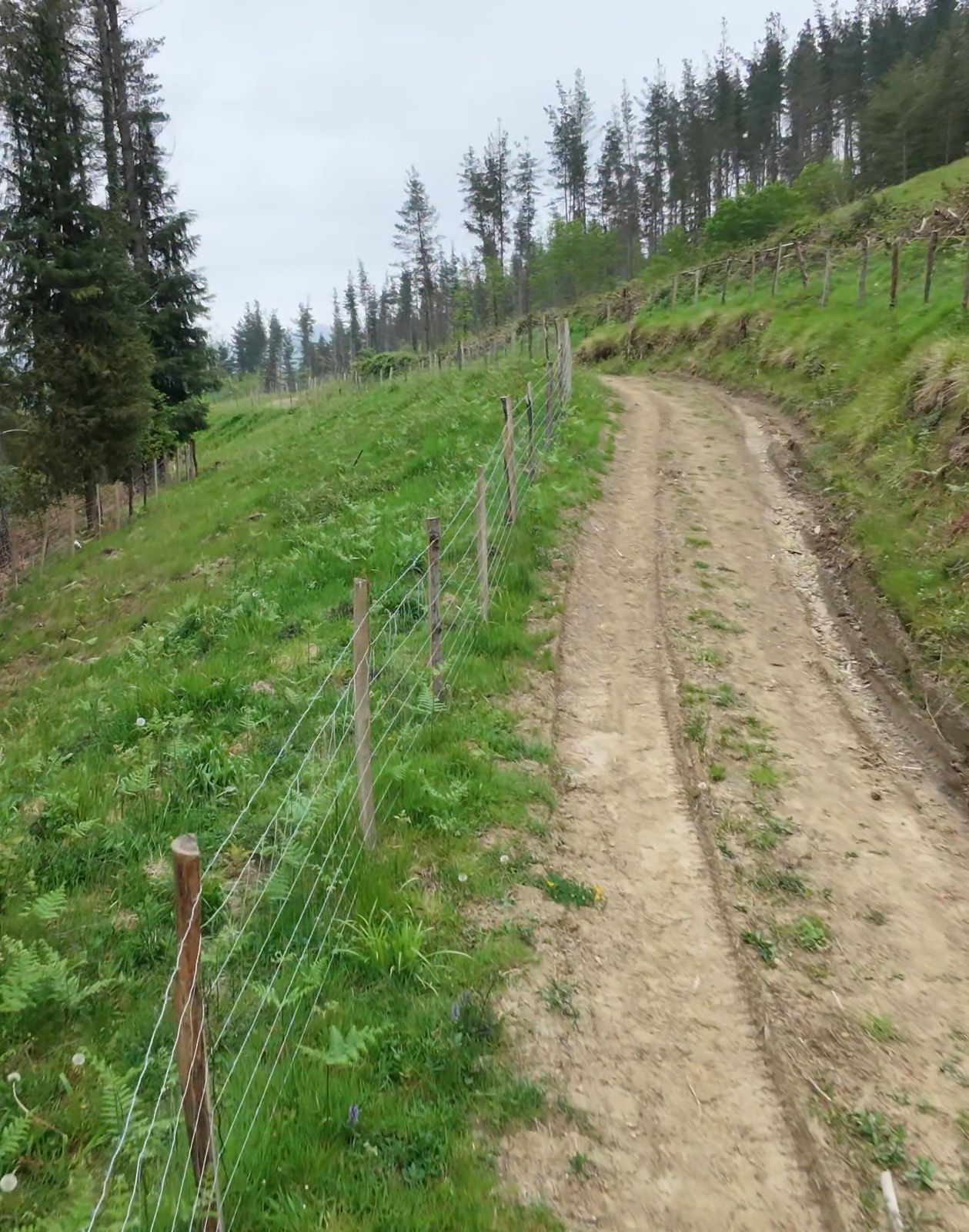 Pista de tierra junto a una valla, subiendo entre pinares